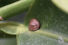 Coccinae
