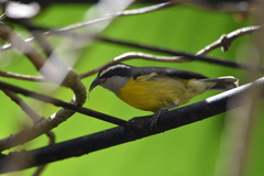Coereba flaveola