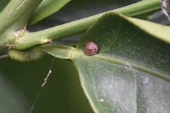 Coccinae