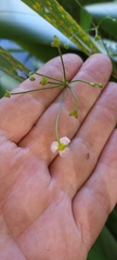 Alisma lanceolatum