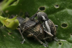 Perperus lateralis