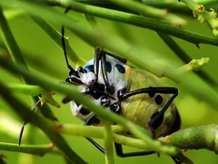 Commius elegans