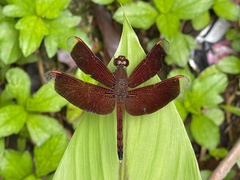 Neurothemis terminata