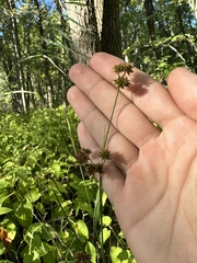 Juncus canadensis