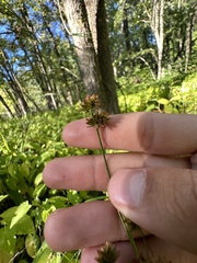 Juncus canadensis