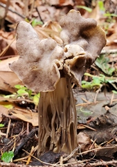 Helvella maculata