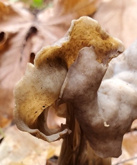 Helvella maculata