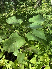 Populus heterophylla