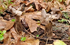 Helvella maculata
