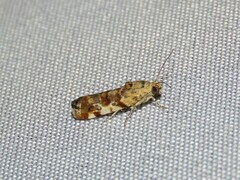 Acontiinae