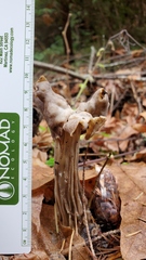 Helvella maculata
