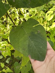 Populus heterophylla
