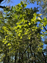Populus heterophylla
