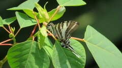 Protographium leosthenes
