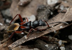 Daerlac cephalotes
