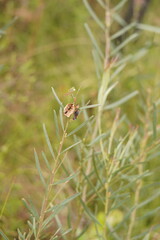 Acacia suaveolens