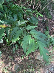Ficus irisana
