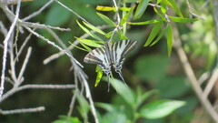 Protographium leosthenes