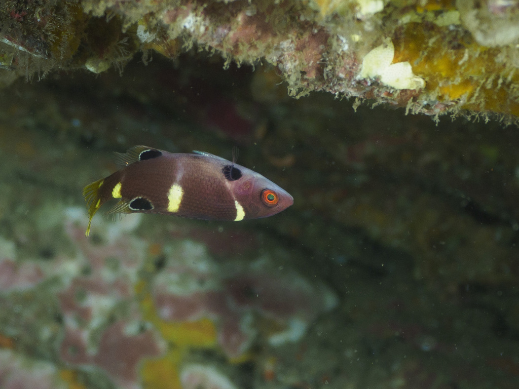 Foxfish (Bodianus frenchii) — Labridae