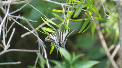 Protographium leosthenes