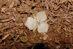 Calochortus minimus
