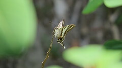 Protographium leosthenes