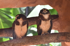 Pulsatrix