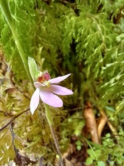 Caladenia variegata