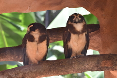 Pulsatrix
