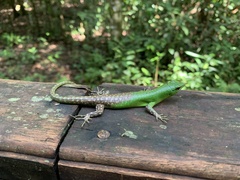 Lamprolepis smaragdina