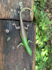 Lamprolepis smaragdina