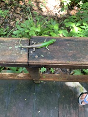 Lamprolepis smaragdina