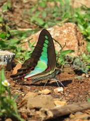 Graphium teredon