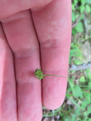 Carex cephalophora