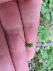 Carex cephalophora