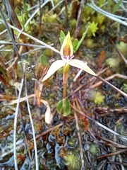 Adenochilus gracilis