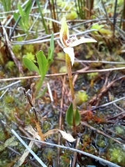 Adenochilus gracilis