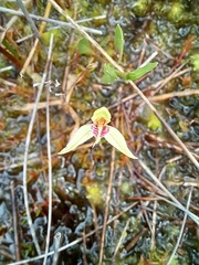 Adenochilus gracilis