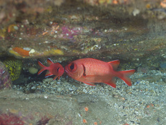 Cleidopus gloriamaris