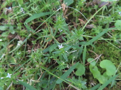 Sherardia arvensis