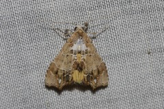 Arrade leucocosmalis