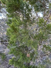 Juniperus ashei