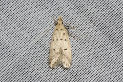 Atheropla decaspila