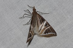 Phrataria transcissata
