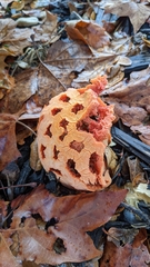 Clathrus ruber