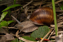 Helix pomatia