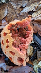 Clathrus ruber
