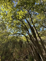 Populus heterophylla