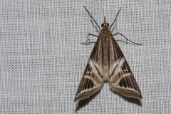 Phrataria transcissata