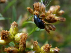 Altica chalybea